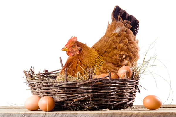 Pollo en nido con huevos aislados en blanco — Foto de Stock