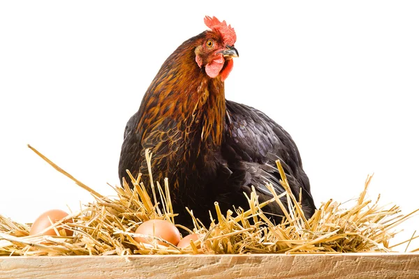 Poule dans le foin avec des œufs isolés sur blanc — Photo