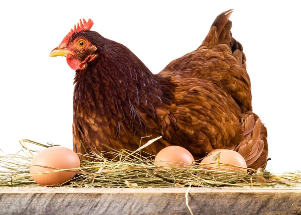 Poule dans le foin avec des œufs isolés sur blanc — Photo