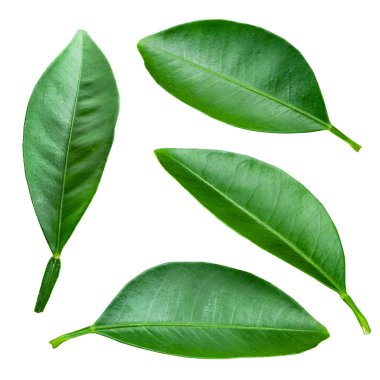 Citrus yaprakları beyaz arkaplanda soyutlanır