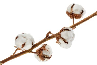 Pamuk üzerine beyaz izole