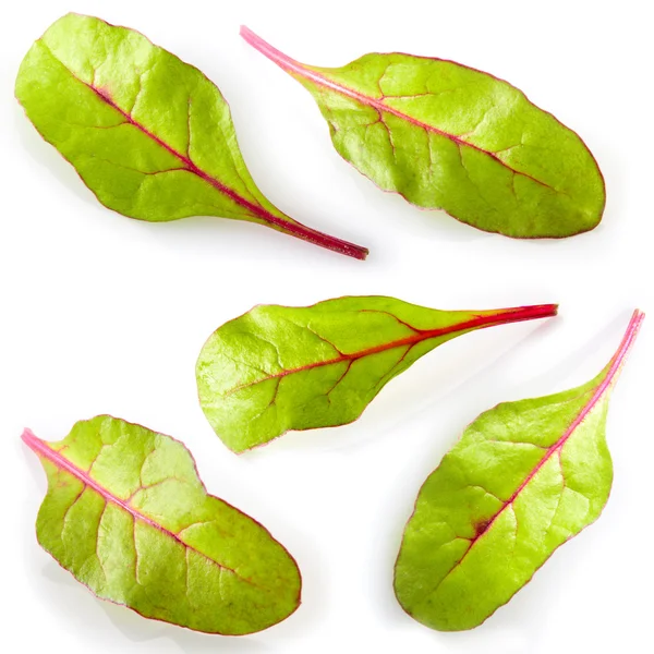 Leaf of salad isolated on white. Chard. Collection — Stock Photo, Image