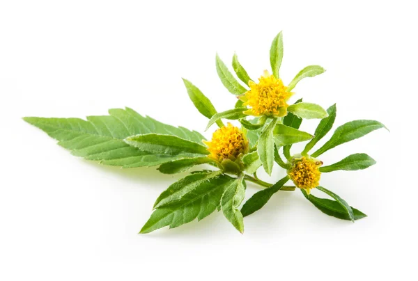 Bur-marigold - Bidens cernua - isoleret på hvid - Stock-foto
