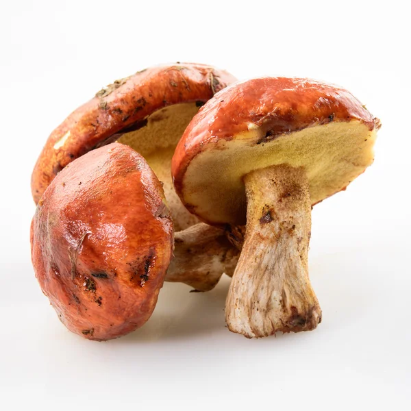 Suillus. Jack escorregadio. Cogumelo da floresta. Isolados — Fotografia de Stock