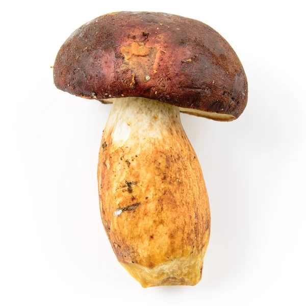 Cep. Cogumelo polonês em um fundo branco — Fotografia de Stock