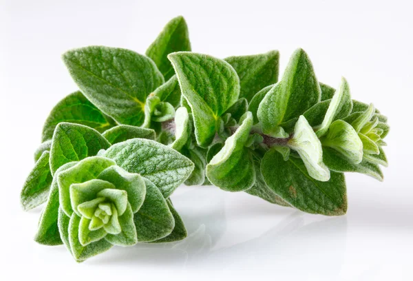 Oregano isolerad på vit — Stockfoto