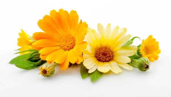 Calendula. flowers with leaves isolated on white — Stock Photo, Image