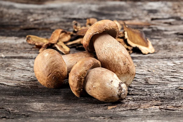 CEP. Boletus Edulis — Stockfoto