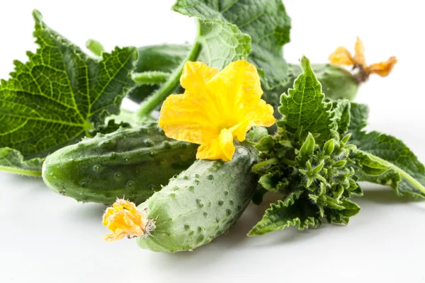 Komkommers met bladeren en bloem — Stockfoto