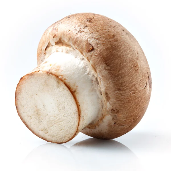 Izole champignon mantar — Stok fotoğraf