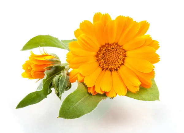 Calendula. Marigold blommor med blad isolerade pÃ ¥vitt — Stockfoto