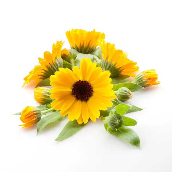 Calendula. Marigold blommor med blad isolerade pÃ ¥vitt — Stockfoto