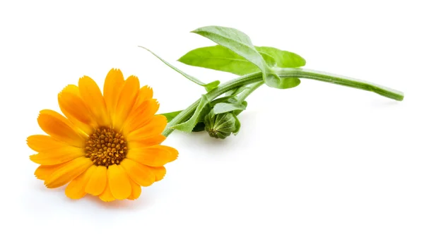 Ringelblume. Ringelblumenblüten mit Blättern isoliert auf weiß — Stockfoto