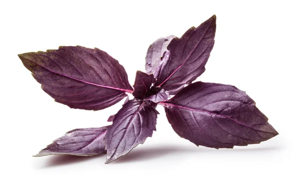 Fresh violet basil isolated on white. — Stock Photo, Image