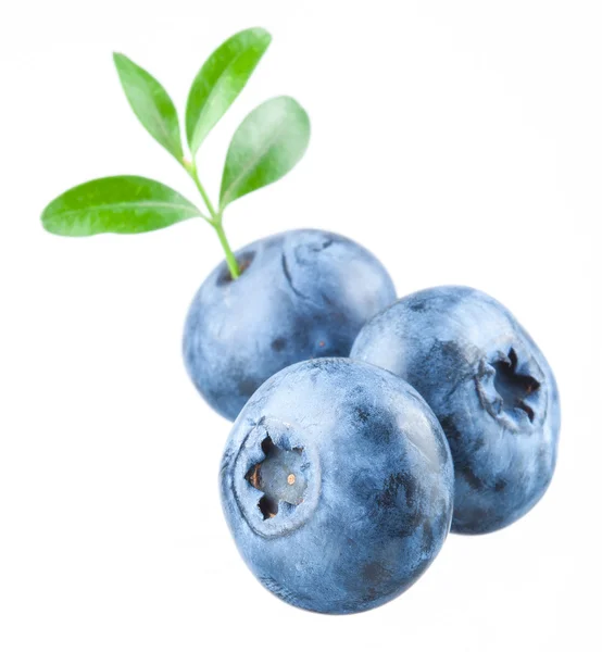 Blåbär. tre blåbär med blad på vit — Stockfoto