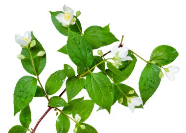 Yasemin çiçeği yaprakları izole dalı ile