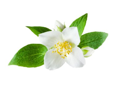 Jasmine flower on white background clipart
