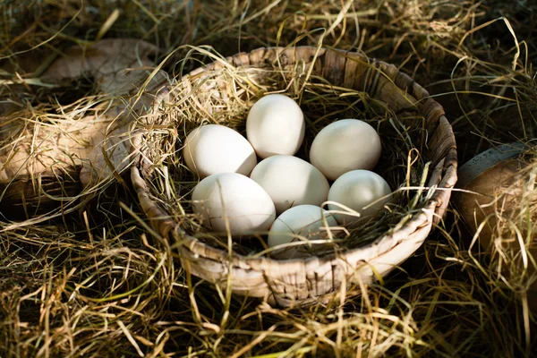 Huevos blancos ecológicos en cesta — Foto de Stock