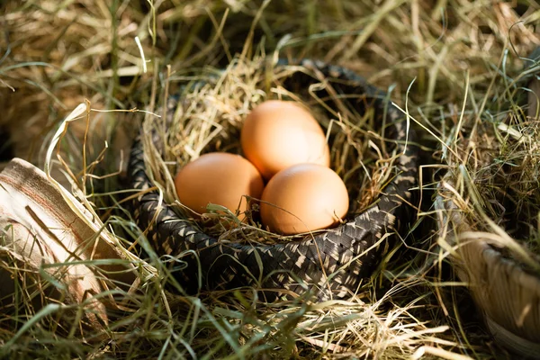 Tres huevos marrones en nido de paja — Foto de Stock