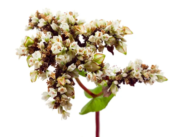 buğday. çiçekler ve beyaz arka plan üzerinde izole taneleri