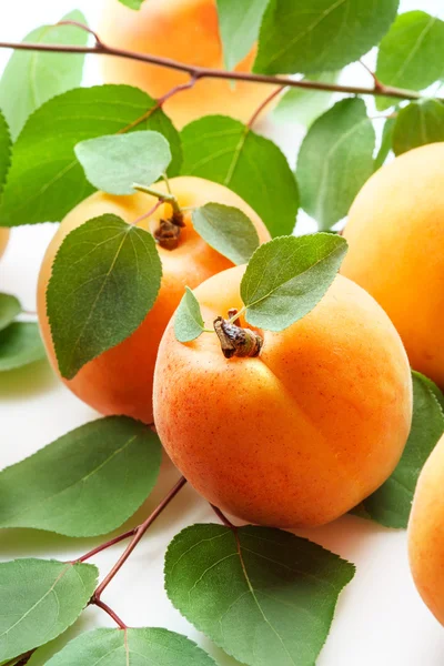 Apricots with leaves — Stock Photo, Image