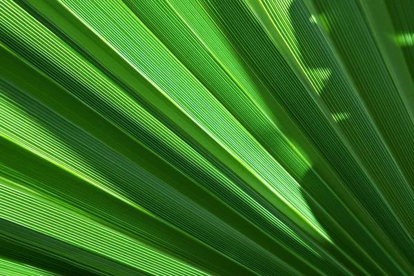 Textura de folha de palma verde — Fotografia de Stock