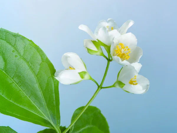 Jasmine flowers. — Stock Photo, Image