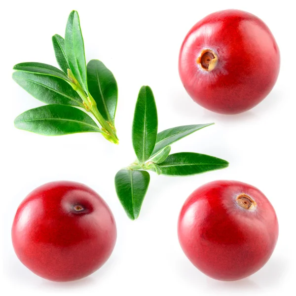 Cranberry dengan daun. Koleksi pada latar belakang putih — Stok Foto