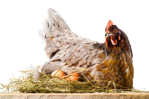 Κοτόπουλο σε φωλιά με αυγά που απομονώνονται σε λευκό — Φωτογραφία Αρχείου
