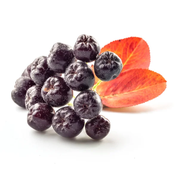 Chokeberry with leaves — Stock Photo, Image
