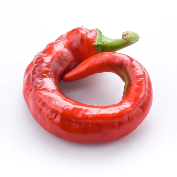 One hot chili pepper — Stock Photo, Image