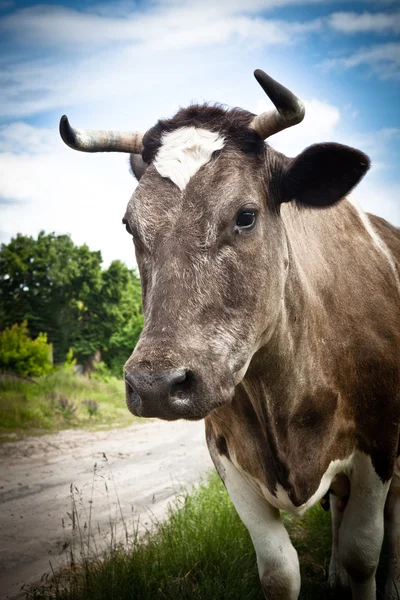 La vache. Animal brun en plein air — Photo