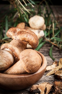 cep. sonbahar mantar.