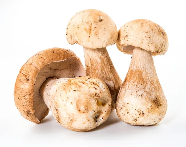 Três cogumelos porcini. Cep em branco — Fotografia de Stock