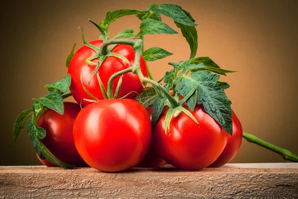Biologische tomaten. Tak met bladeren — Stockfoto