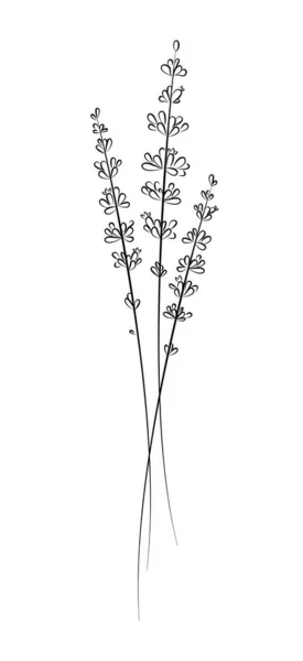 Lavendel. Handritad vektor illustration. — Stock vektor