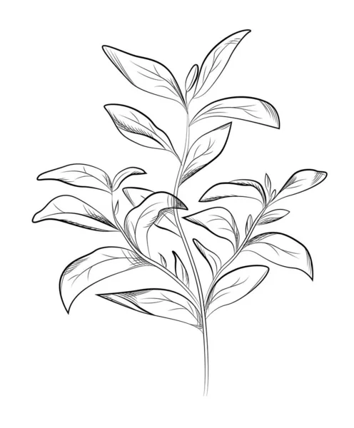Folhas de chá. Ilustração vetorial desenhada à mão — Vetor de Stock