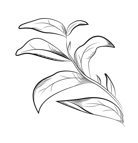 Hojas de té. Ilustración vectorial dibujada a mano — Vector de stock