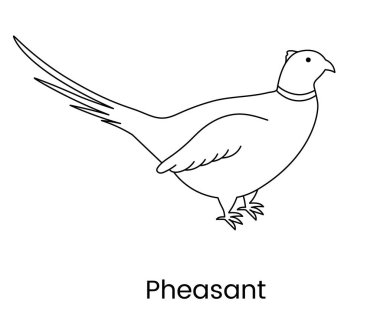 Pheasant vector line icon, illustration of a bird