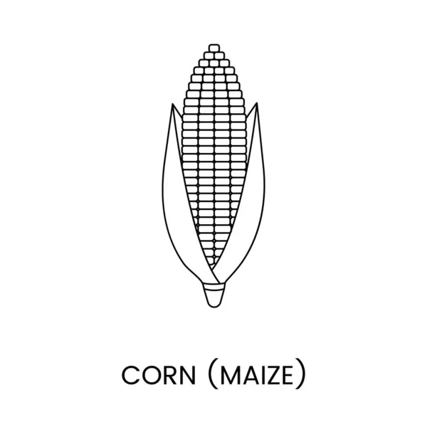 Maislinien Symbol Vektor Illustration Einer Getreidepflanze Mais — Stockvektor