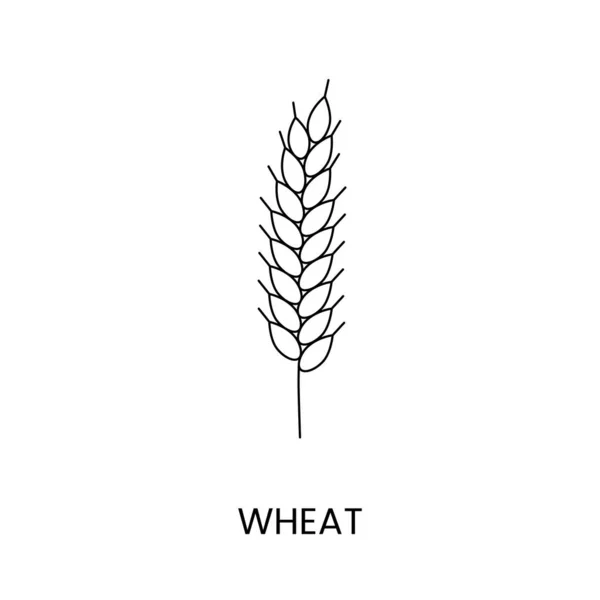 Weizenlinien Symbol Vektor Illustration Einer Getreidepflanze — Stockvektor