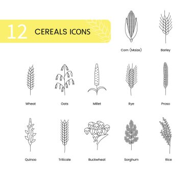 Buğday, yulaf ve arpa, çavdar ve mısır, trikali ve sorgum, karabuğday ve kinoa, prosho veya darı, pilav gibi buğday ikonları içerir. Vektör çizgisi illüstrasyon tahıl bitkileri