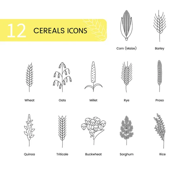 Den Ikonen Der Getreidepflanzen Gehören Weizen Hafer Und Gerste Roggen — Stockvektor