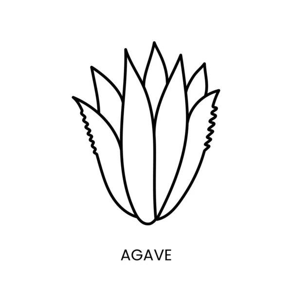 Agave Linie Symbol Vektor Illustration Des Produkts Aus Dem Zucker — Stockvektor
