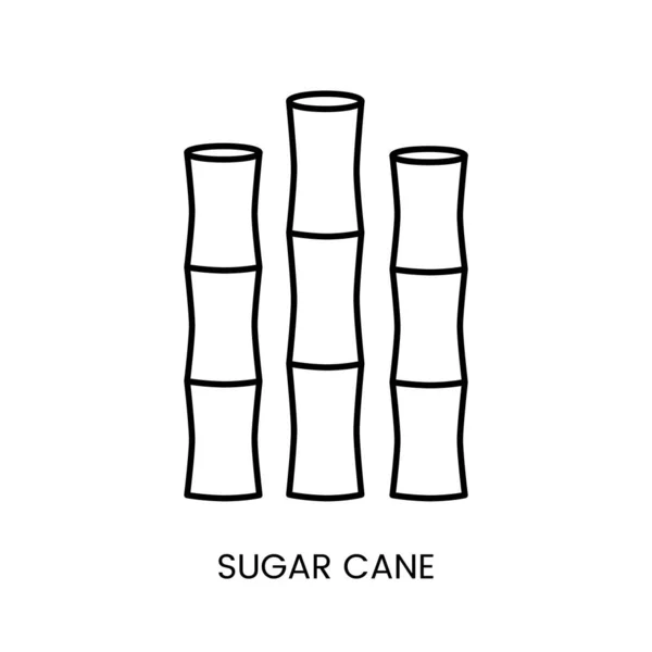 Icono Lineal Caña Azúcar Vector Ilustración Planta Que Hace Azúcar — Archivo Imágenes Vectoriales