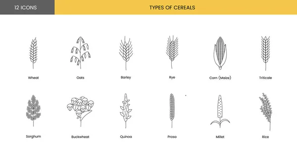 Den Ikonen Der Getreidepflanzen Gehören Weizen Hafer Und Gerste Roggen — Stockvektor