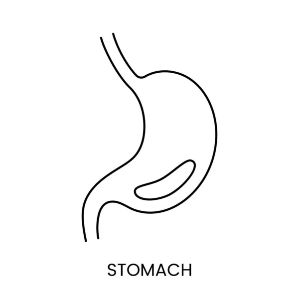 Estómago Humano Icono Lineal Anatómico Vector Una Ilustración Órgano Interno — Vector de stock