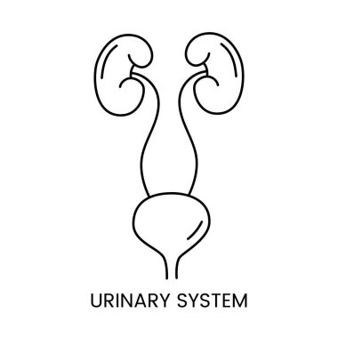 İnsan idrar sistemi bir vektördeki çizginin bir simgesidir, bir iç organın anatomik bir göstergesidir.