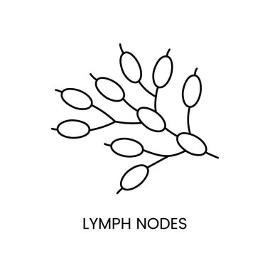 İnsan lenf düğümleri, insan vücudunun yüzey yapılarının bir göstergesi olan bir vektördeki anatomik ikon çizgisidir.