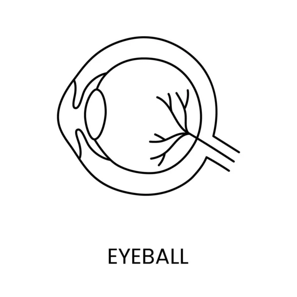 Human Eyeball Line Icoon Vector Anatomische Illustratie Van Het Oog — Stockvector